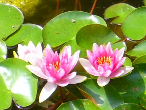 Profile picture for user Arche 1