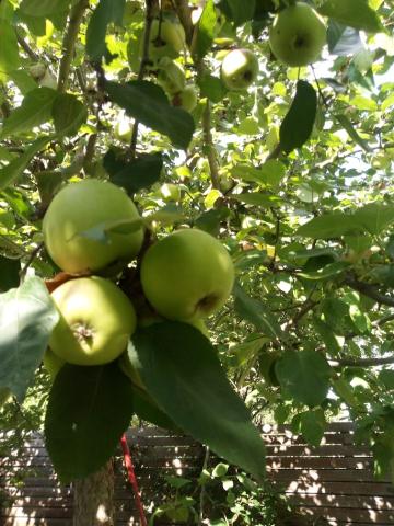 Profile picture for user Sonnenhut