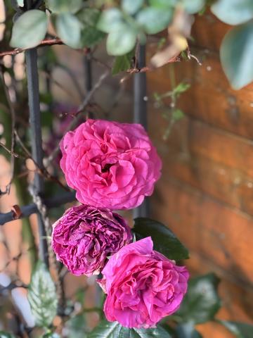 Profile picture for user DGV