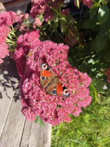 Profile picture for user JaElQuKi