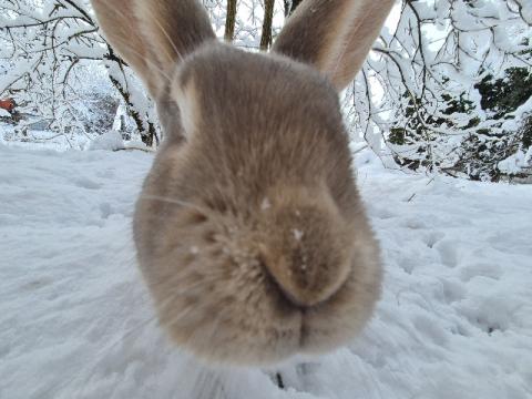 Profile picture for user Pastinake234