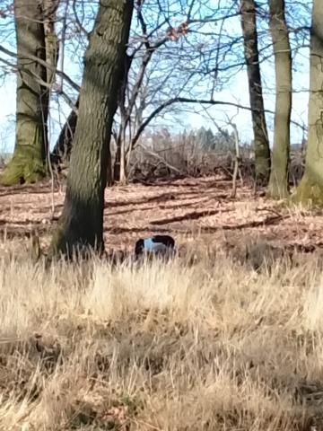 Profile picture for user 12345ss