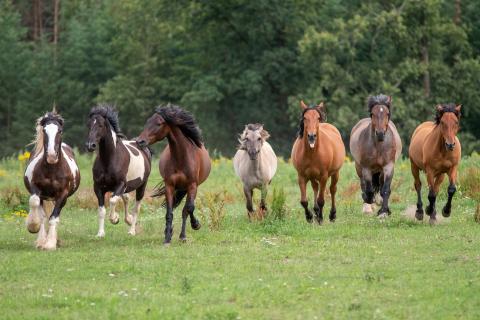 Profile picture for user Pferdehof