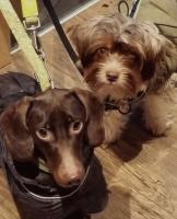 Profile picture for user Honig