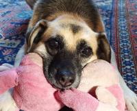 Profile picture for user SchmiBri