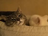 Profile picture for user Heideblüte