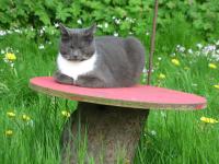 Profile picture for user Rönnelgold