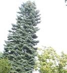 Profile picture for user Sonnenstrahl