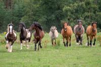 Profile picture for user Pferdehof