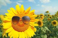 Profile picture for user Sunflower